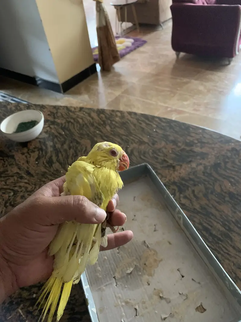 Yellow & Rambo Ringneck — photo 2