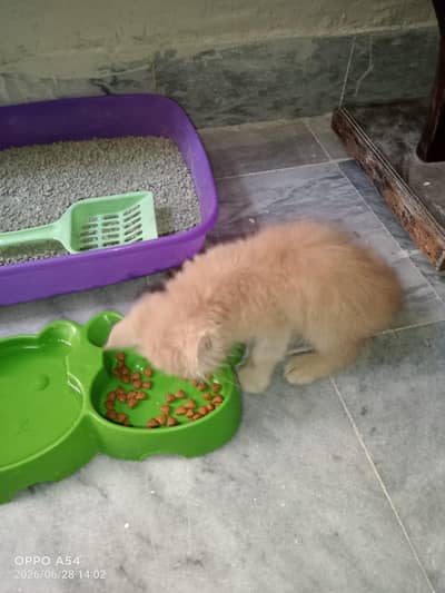persian male kitten
