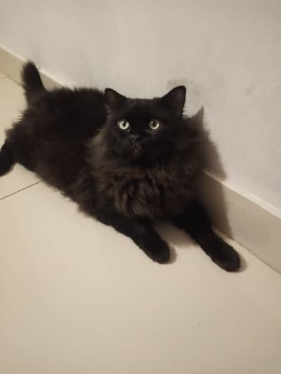 Persian cat