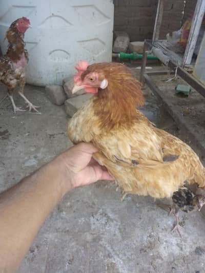 3 female 1 male for sale