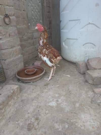 2 aseel female 1 aseel male 1 Desi female for sale