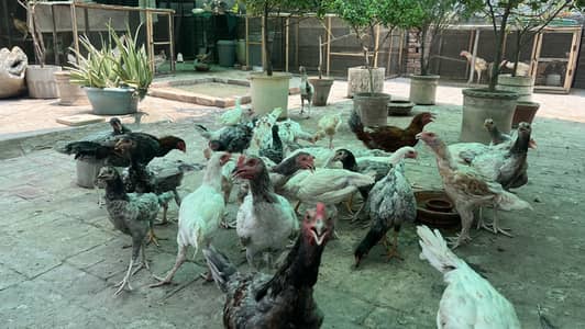Aseel Cross/Desi/Pathay/Pathaiyan/Rooster/Hen Rs 1300 per Kg