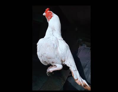 White Heera Aseel Murga For Sale