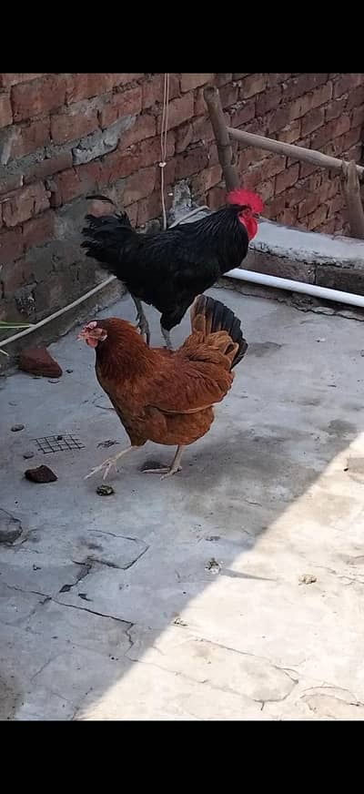 Aster lop male and Desi hens