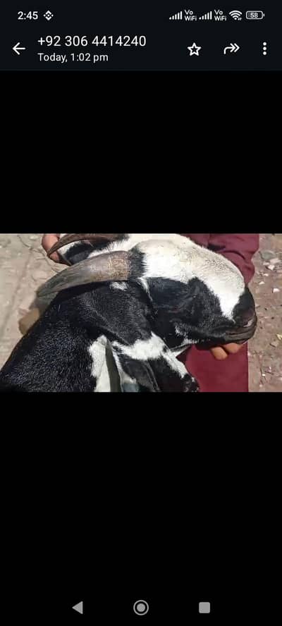 Doodh wali makhi Cheeni bakri, beetle milking goat,