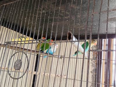 lovebird, cocktail and budgies