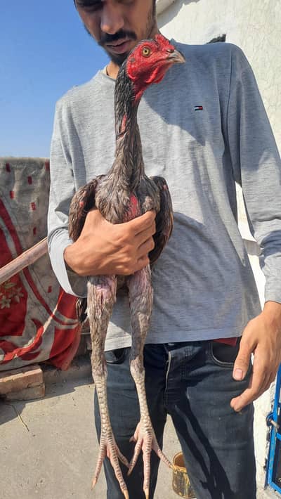 shazaib Aseel faram kamaliya breed