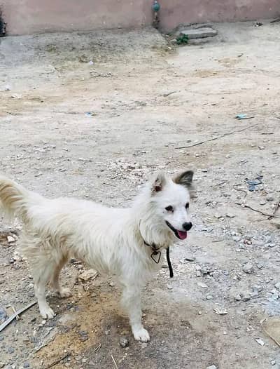 Russian breed with colour