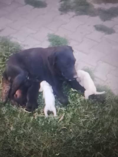 i have a beautiful Labrador puppies for sale
