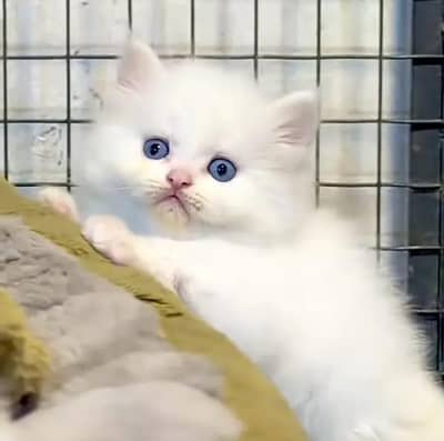 (Persian female kitten) (for sale all) (Pakistan delivery available)