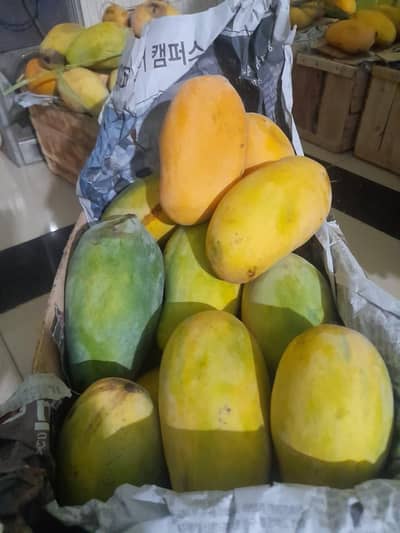 Sindhri Mangoes available