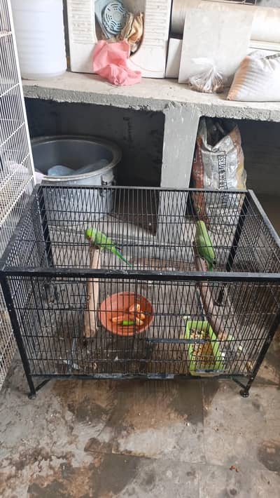 parrot