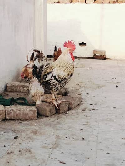 desi murg for sale