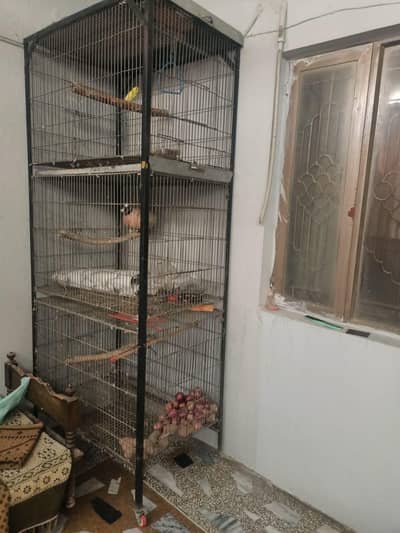 cage for kashmiri parrots