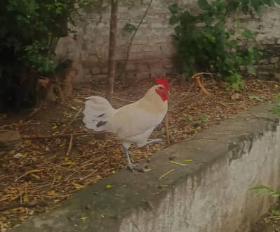 healthy chickens
