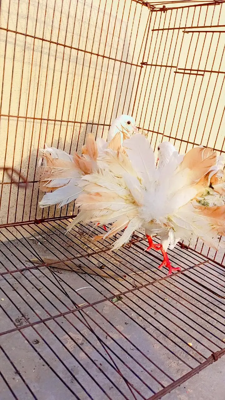 English fantail and king white
