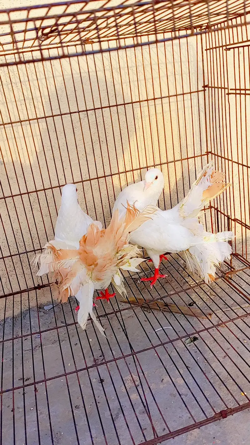 English fantail and king white — photo 2