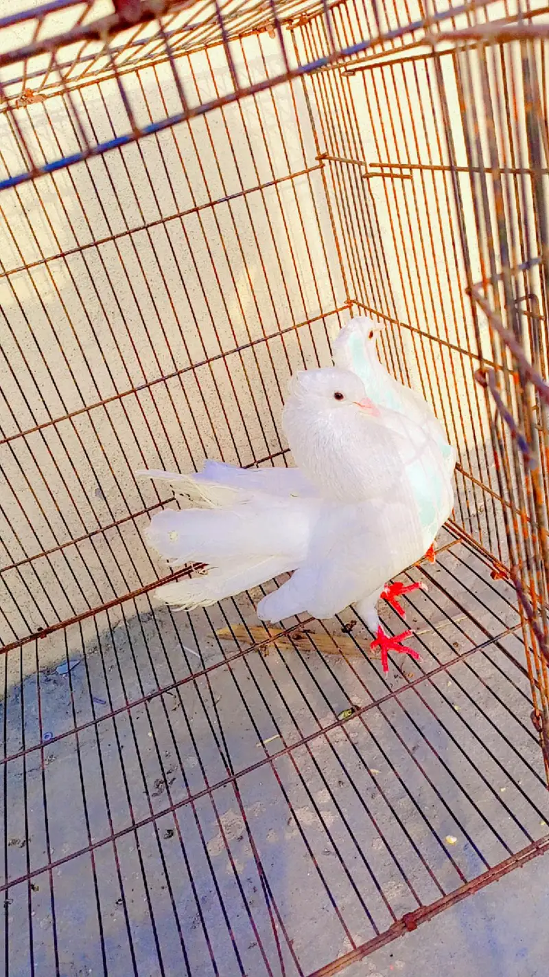 English fantail and king white — photo 3