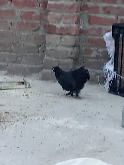 bantam ready to bread