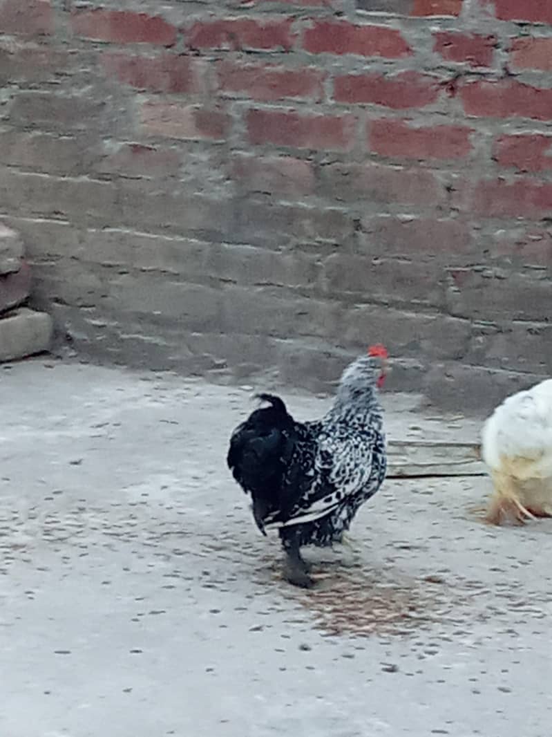 bantam ready to bread 1