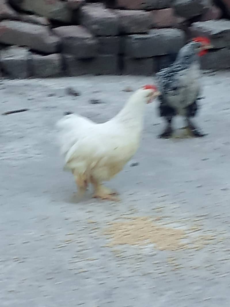bantam ready to bread 2