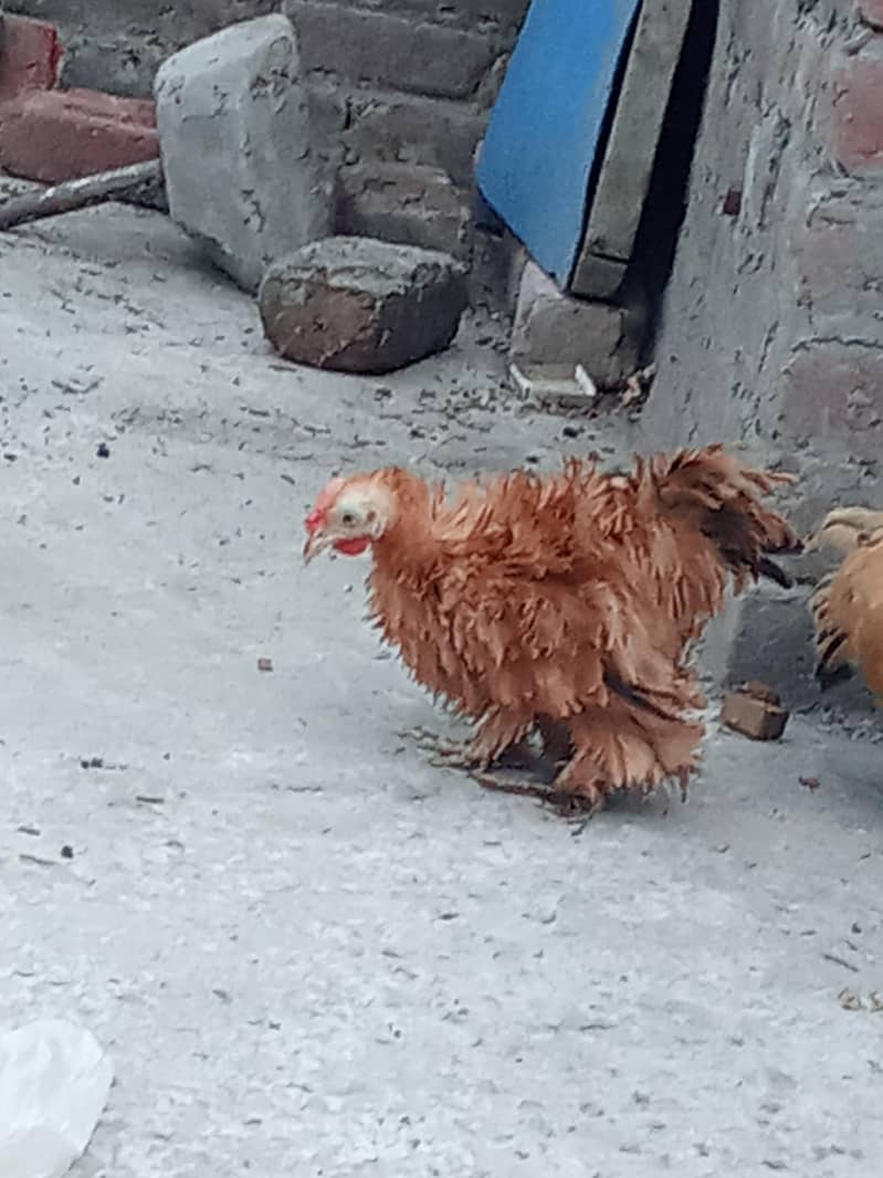 bantam ready to bread 3