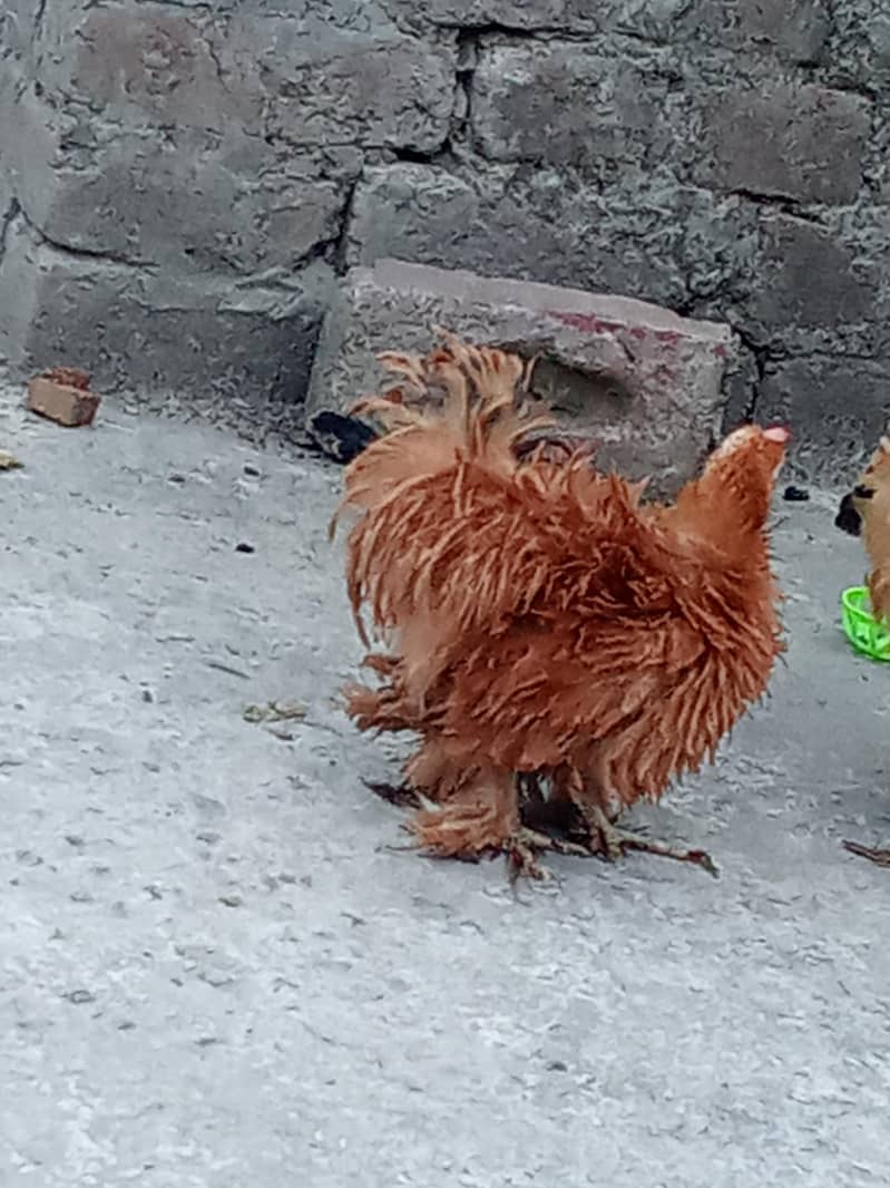 bantam ready to bread 4
