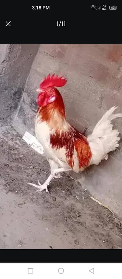 pure white misri top quality and egg learing active and healthy hen