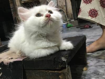Persian Kitten Punched Faced Triple Coat