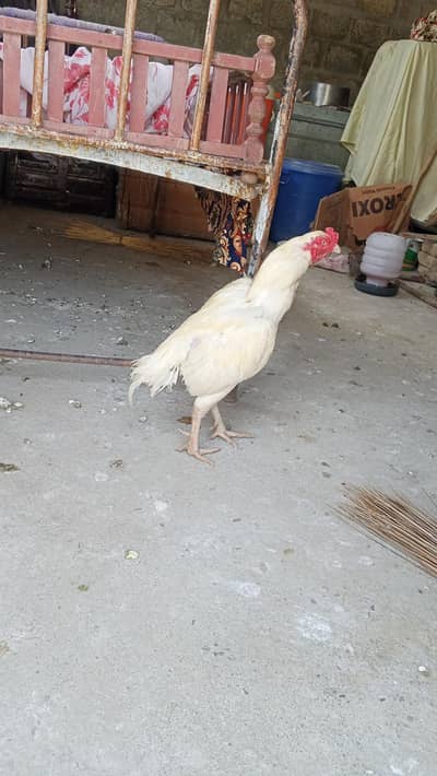 white Heera aseel