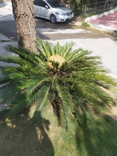 2 Outdoor Palm plants for urgent sale (Brush palm and one other palm)