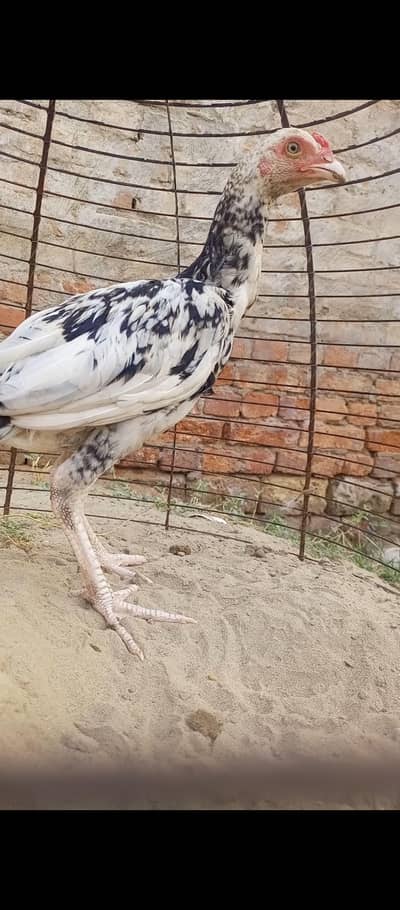 home breed aseel