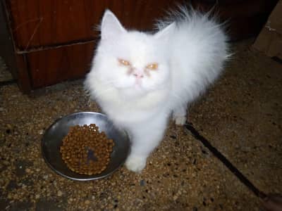 Persian Cats