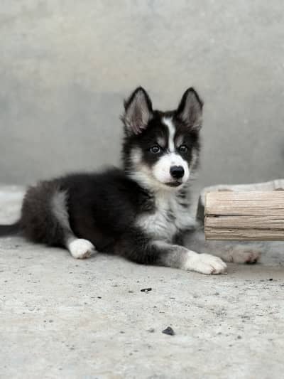 Siberian husky