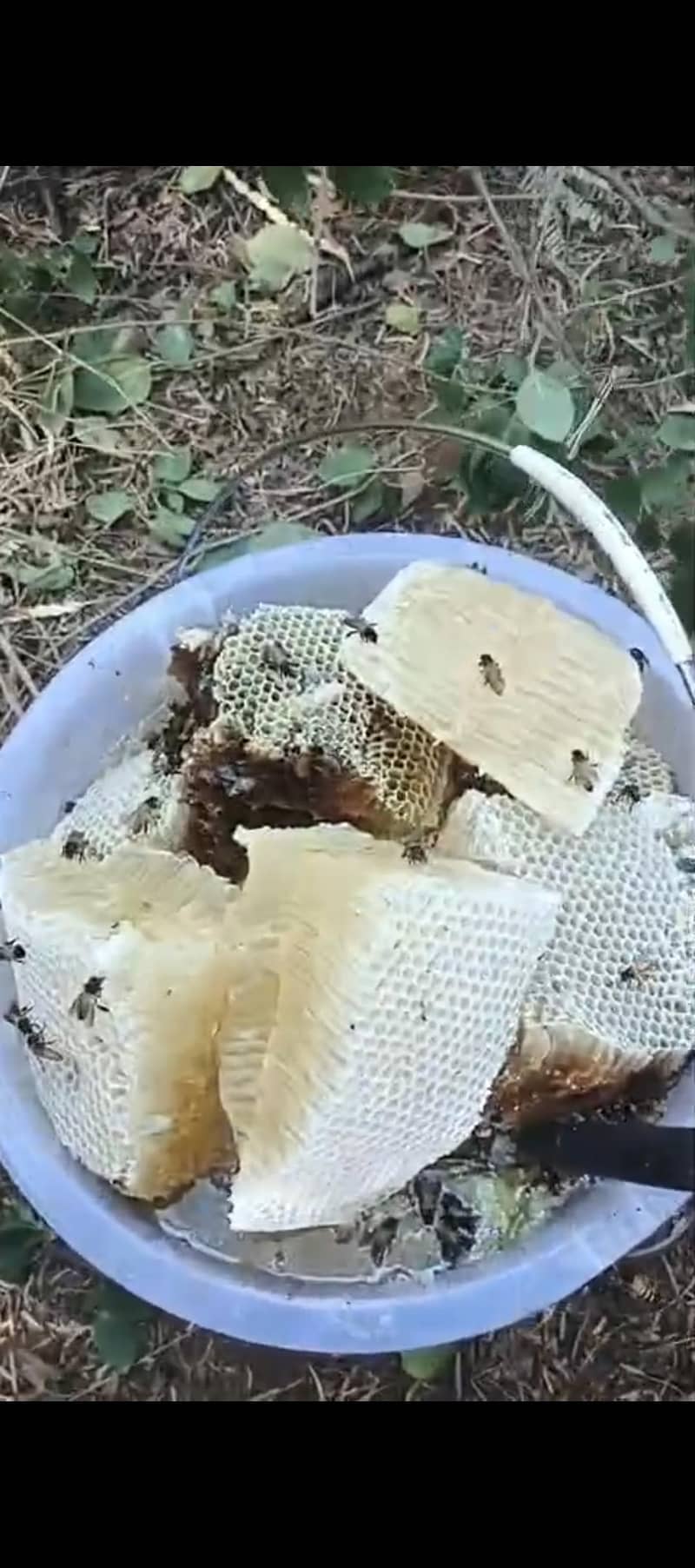 HONEY 1