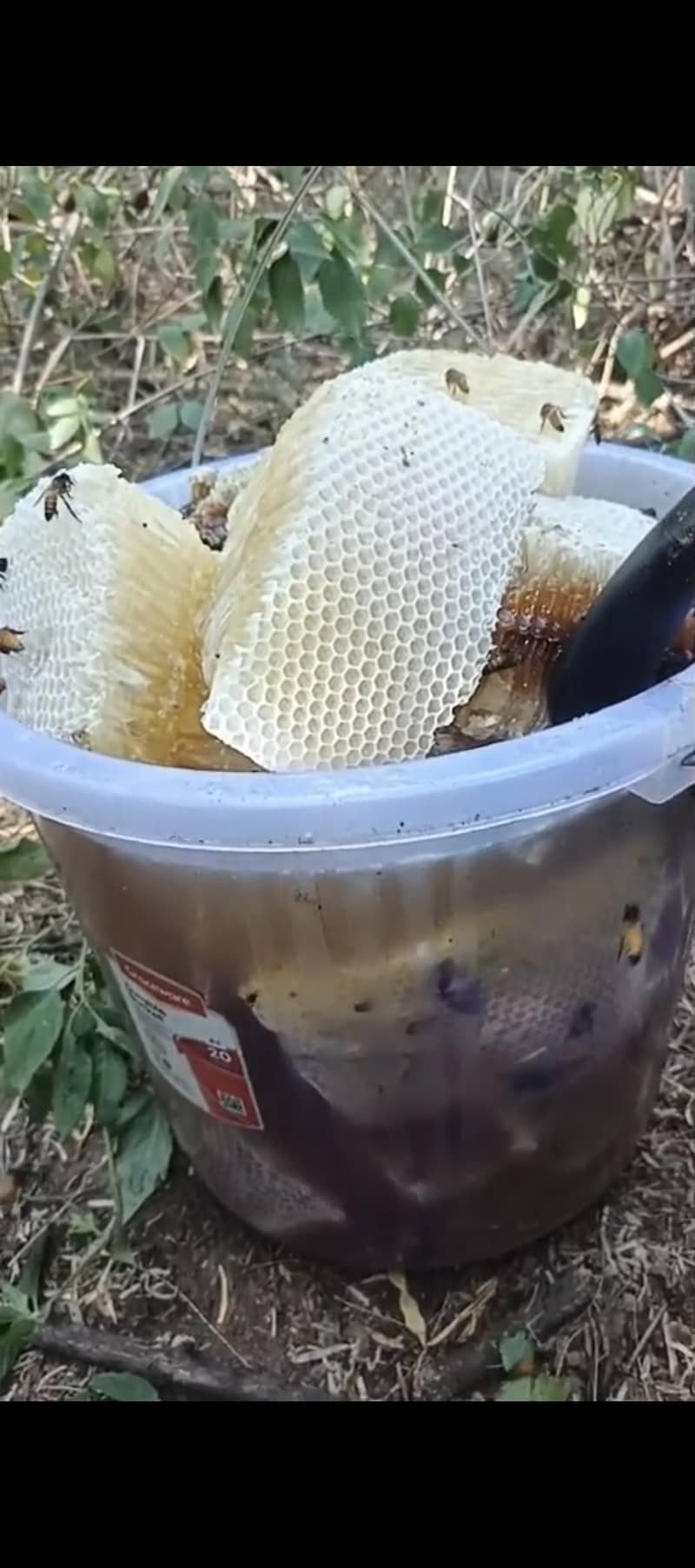 HONEY 3