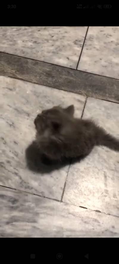 extremly. long coated kitten