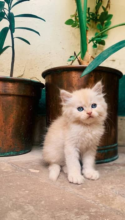 White persian kittens Negotiationavailable