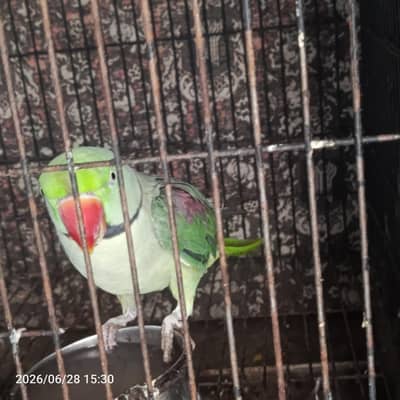Single (male parrot only )