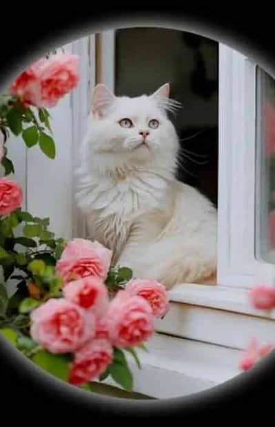 cat saller 
