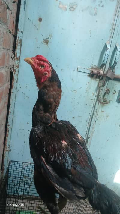 aseel thai pair breeder  healthy & active
