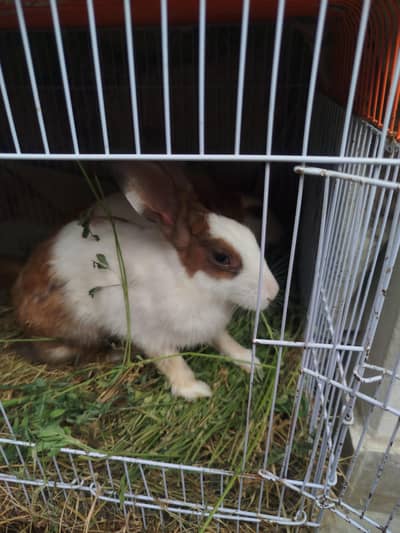 rabbit breeding pair for sale