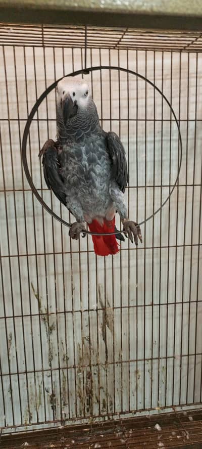African grey parrot full talking and hand tame