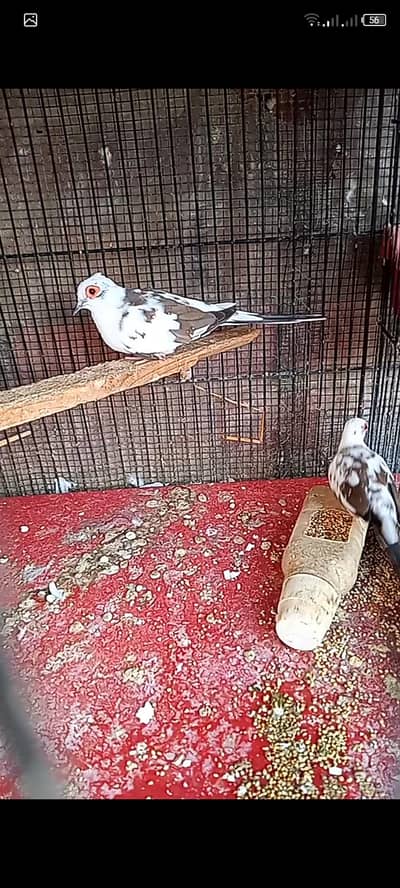 pied dove 8piece forsell