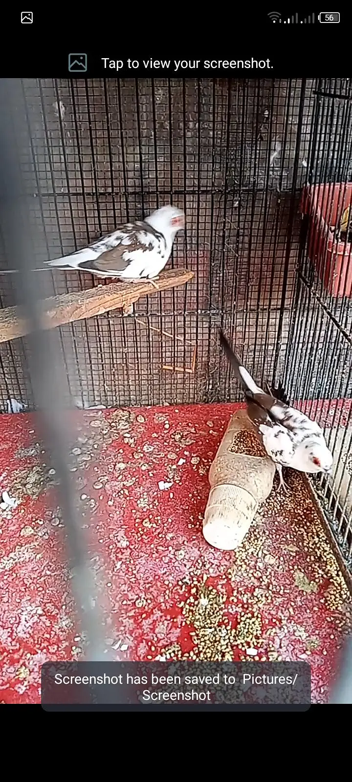 pied dove 8piece forsell — photo 3