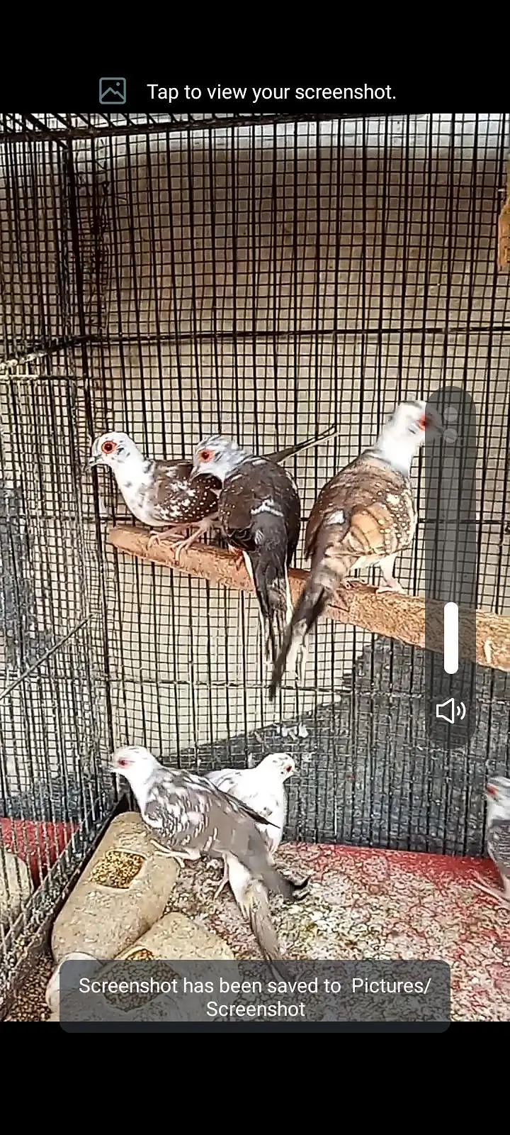 pied dove 8piece forsell — photo 5