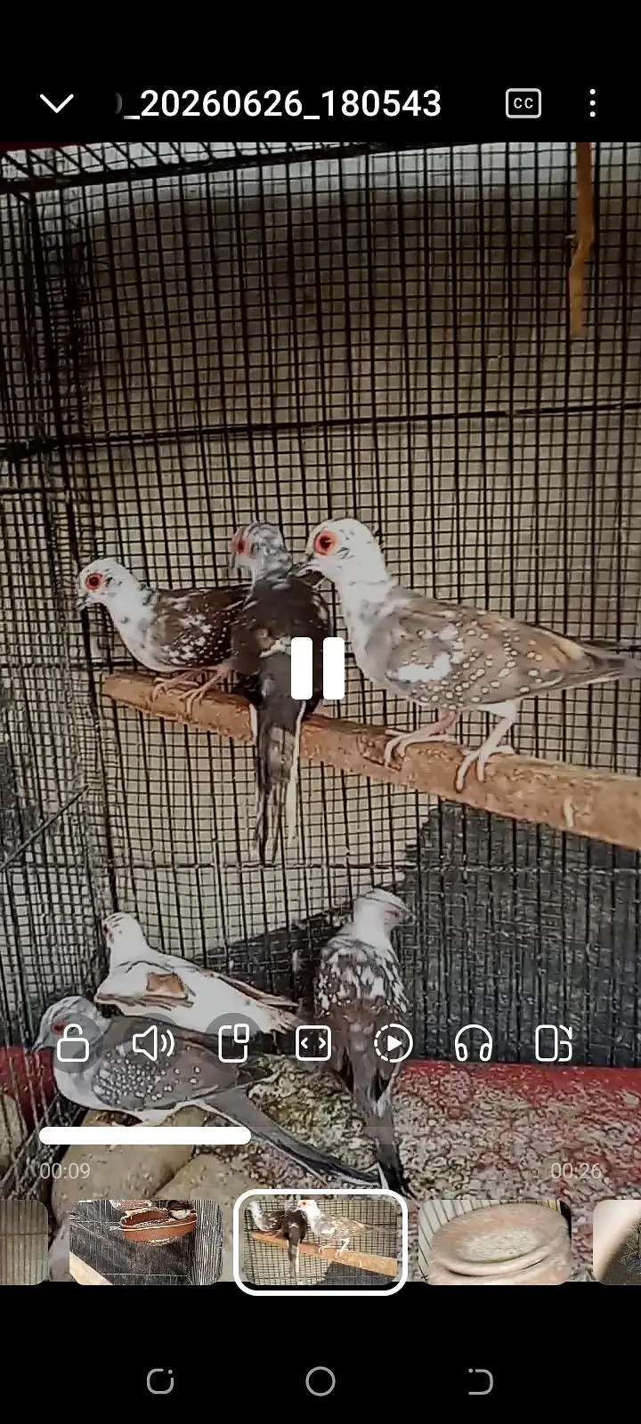 pied dove 8piece forsell — photo 6