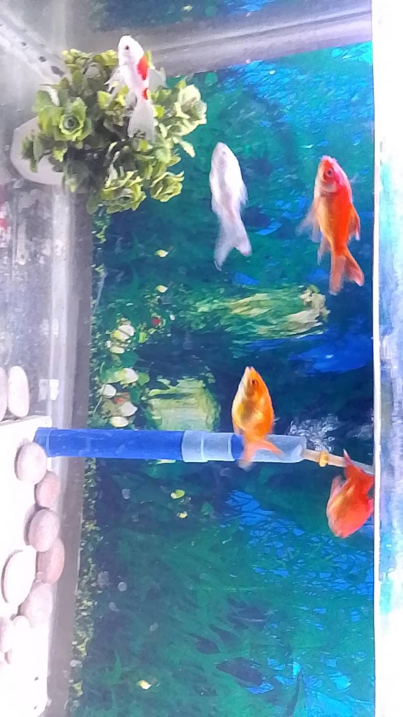 fishs 0
