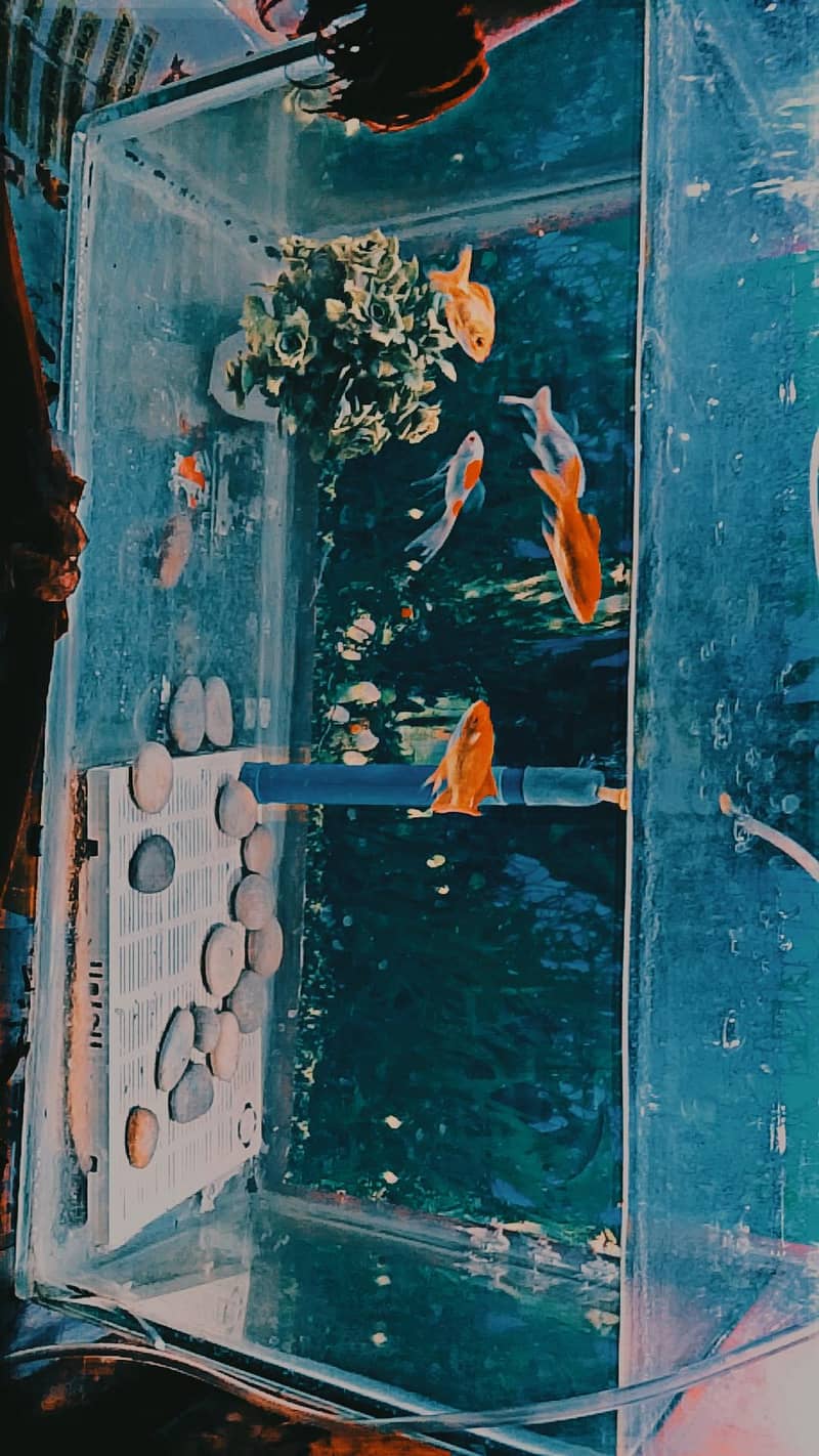 fishs 1