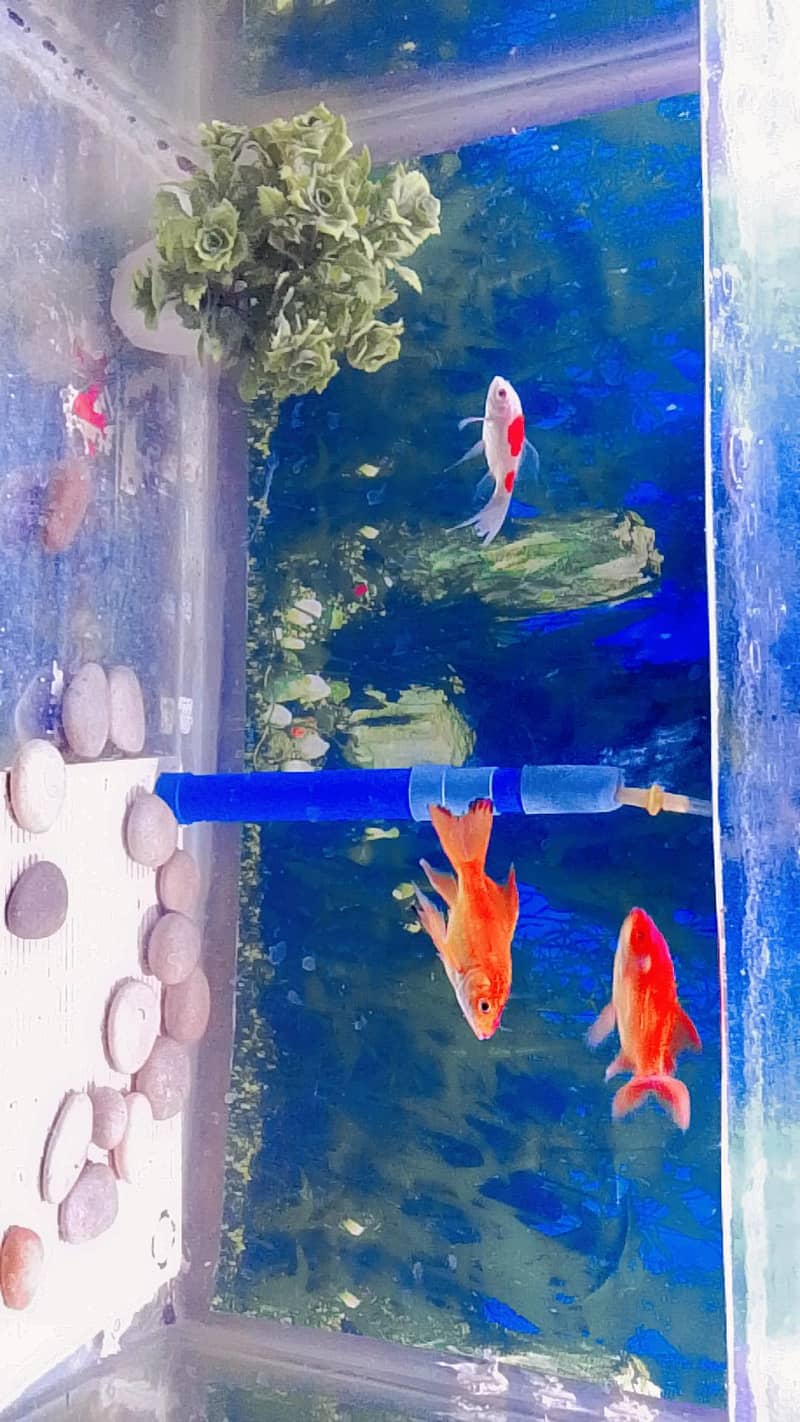 fishs 2